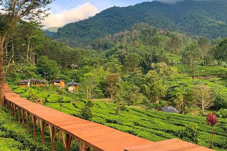 Sewa Mobil MPV Bogor