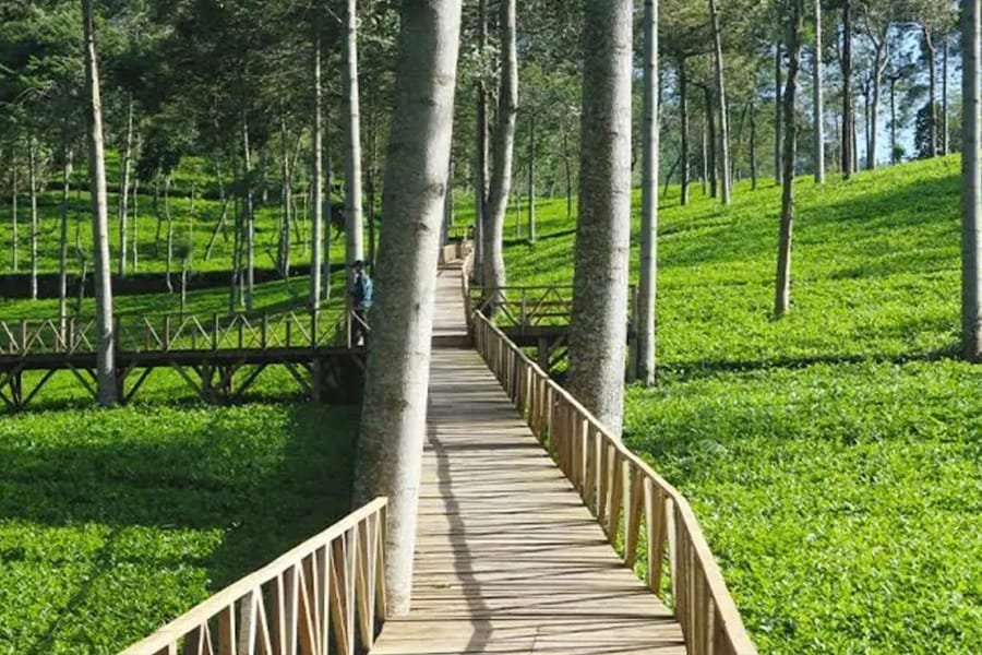 Sewa Mobil Termurah Semarang